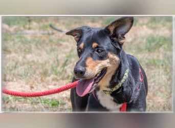 Rosa - ein toller Familienhund