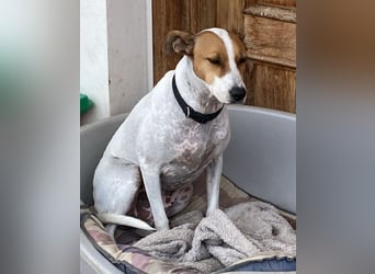 Verspielte Millie sucht ihr Team