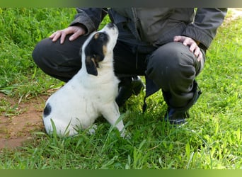 Knoppers sucht noch sein Zuhause für immer