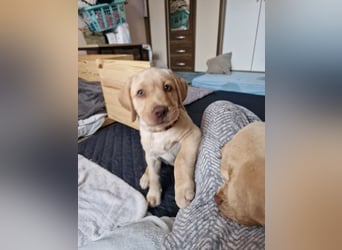 Labrador Welpe (Hündin) sucht ihr Traumzuhause