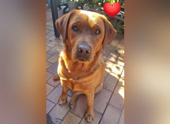 Zauberhafte Labradorwelpen, foxred