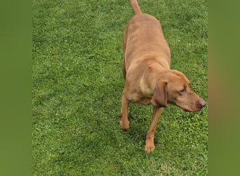 Magyar vizsla mit ahnentafel
