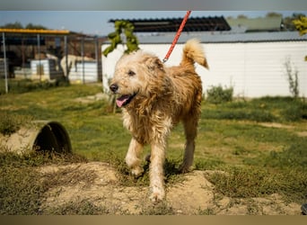 Messi, ein Hund mit viel Potential