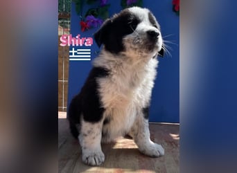 Shira,geb.02/25,verschmustes Waisenkind sucht ihr"Für-immer-Zuhause"