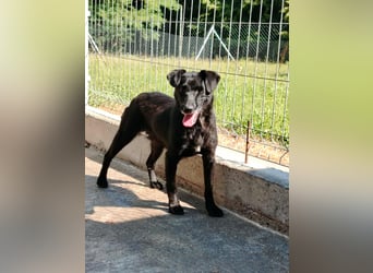 zierliche kleine Terrier Mischlings Hündin Lilly sucht ein Zuhause oder PS