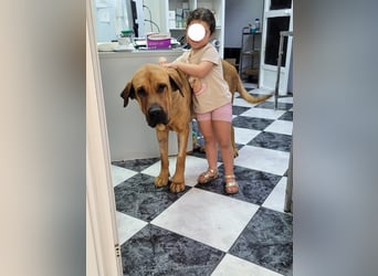 Zara, eine große sanfte Hündin