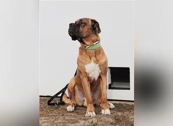 Schnitzel, Cane Corso/ Bordeauxdoggen Mix, geb. 2018, su. molossererfahrene Menschen mit Geduld