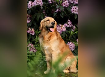 Golden Retriever Welpen