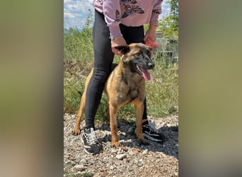 Schäferhund(mix) Freunde aufgepasst – hier kommt unsere Reika