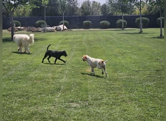 DUNA ❤️ liebevolle Pointer Mix Dame, Pflegefamilie Immenhausen