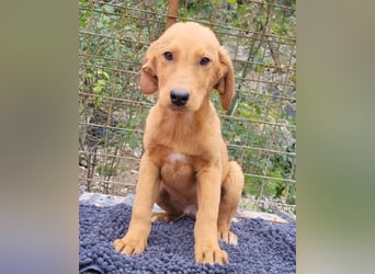 Kimbo ❤️ verspielter Labi-Bracke-Mix Bub