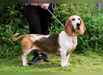 Bassant  - Basset Hound, lieb und verträglich
