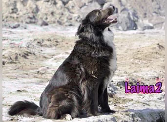 Laima2 01/2021 - sportliche und aufmerksame, wunderschöne Border-Collie-Mix Hündin!