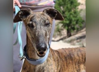 ARTISTA-Charakterstarker Galgo mit Herz und Haltung
