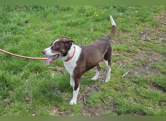 Cayo, 5 Jahre, sucht kompetentes Zuhause