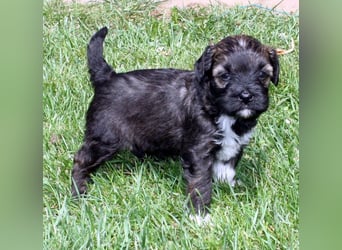 Kirsei-Kra Tibet Terrier Welpen ( VDH / ILT )