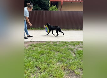 Lupin VI– Ein kluger Herzenshund sucht sein Für-immer-Zuhause