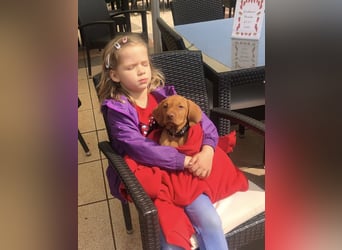 Wurfankündigung Magyar Vizsla Welpen (Mai 25)