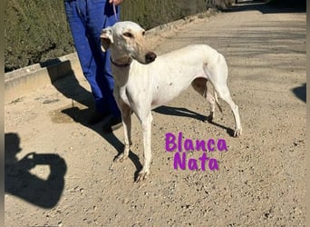 Blanca Nata 10/2023 (in Deutschland) - aufgeschlossene und unkomplizierte Traumgalga!