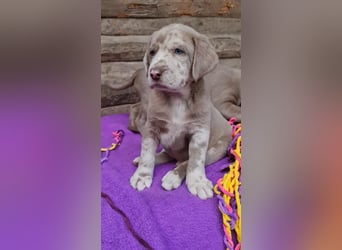 Labrador Aussiedor Welpen,Abgabebereit, aus liebevoller Zucht