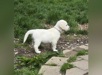 Zauberhafte Retrieverwelpen