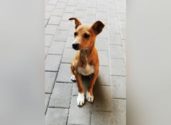 Chips, Pinscher/ Dackel Mix, geb. 4/ 2025 verspielter Welpe