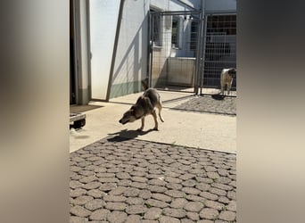 KANDIS – ein fröhlicher Entdecker sucht sein Für-Immer-Zuhause