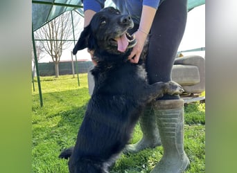 Senka - über 6 Jahre in Tierheim