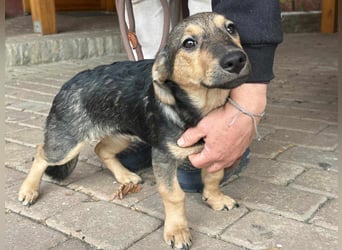 Lucy, geboren 10.12.2024, 31cm sucht ihre Menschen