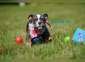 Reinrassige Freiatmende Englische Bulldogge Welpen auf Familiensuche