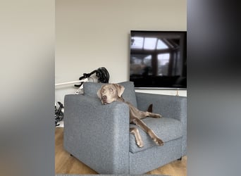 Wunderschöner silberner Labrador - 1.5 Jahre alt 
