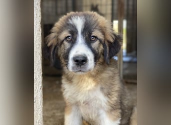 Kroos, geb. ca. 03/2024, lebt in GRIECHENLAND, im städt. Tierheim Serres