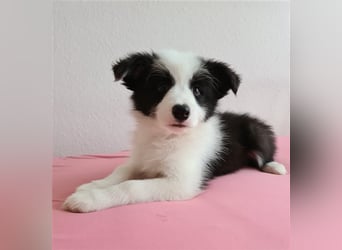 Bordercollie Welpen mit VDH Papieren