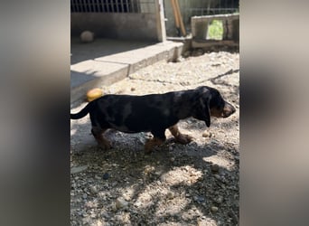 HUGO - SUCHT SEIN ZUHAUSE