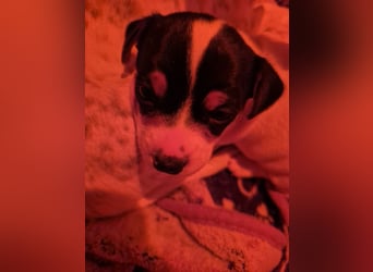 Jack Russell Welpen