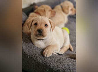 Labrador Retriever