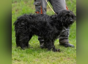 Fényes Zsó