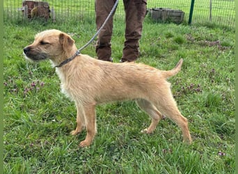 Jago, geboren 15.07.2024, 45cm sucht sein Glück