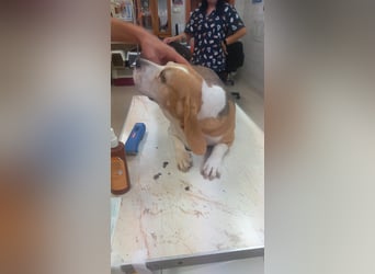 Maya 2 PP – Beagle-Dame auf der Suche nach einem Neuanfang