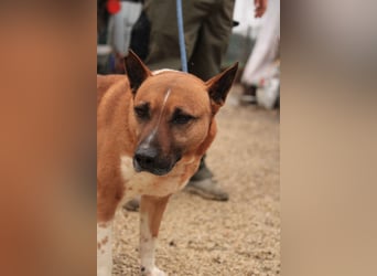 Dingo VA - Langzeitinsasse wartet auf sein Happy-End