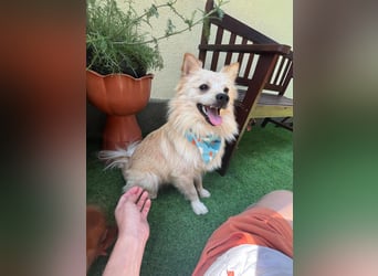 Biscuit SR – junger Herzensbrecher sucht liebevolles Zuhause