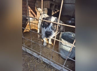 Kleiner Poldi(2 Jahre/35 cm/9 kg) sucht seine Familie