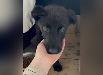 ⭐️BALU⭐️, Rüde, 3 Monate, 25 cm, Mischling, Tierschutz