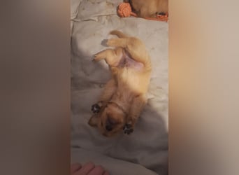 Golden Retriever Welpen