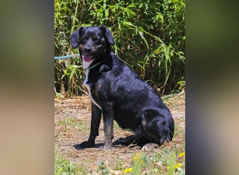 Joia, Mix Labrador / Appenzeller Sennenhund, lieb und sozial