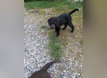 Labradoodle Welpen