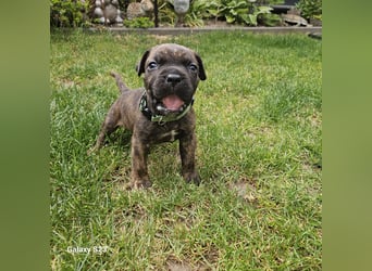 Cane Corso Italiano Welpen