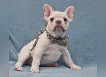 Französische Bulldogge TOP Qualität Platinum Lilac/Tan