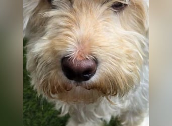 Happydog