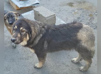 Aramis ❤️ liebevoll aufgeweckter Jungrüde